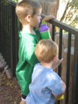 Boys at the Reid Park Zoo